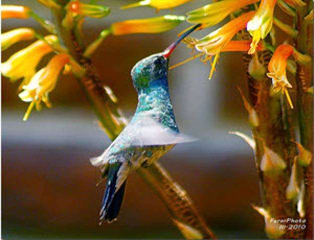 PhotoZAP 69: Twitter Feed